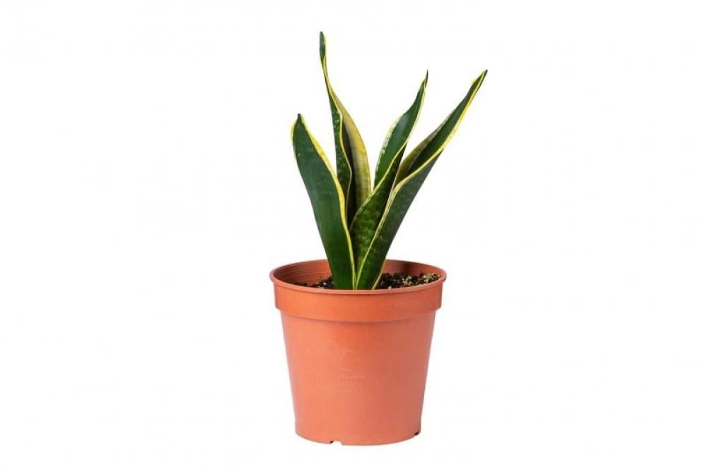 تعليمات العناية بنبتة الزاميا | طريقة الري والإضاءة الصحيحة