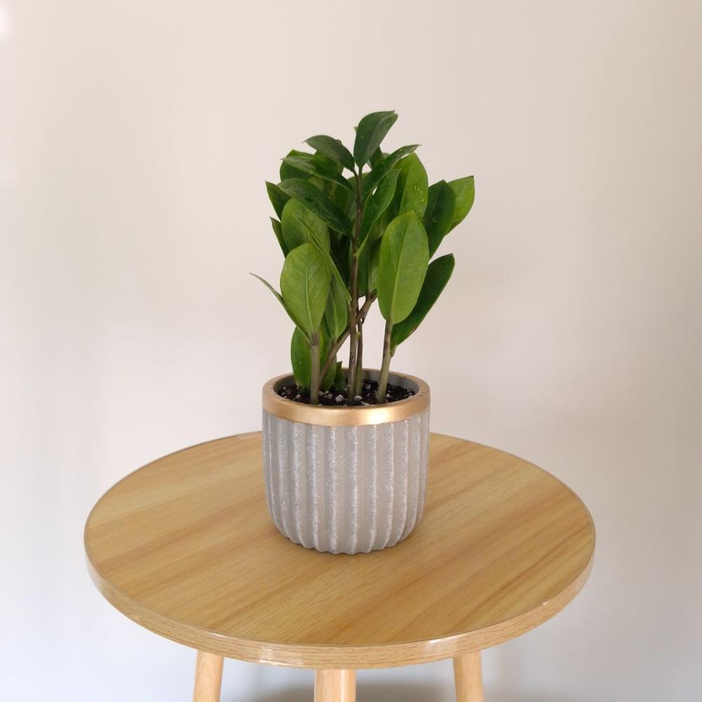 تعليمات العناية بنبتة الزاميا | طريقة الري والإضاءة الصحيحة