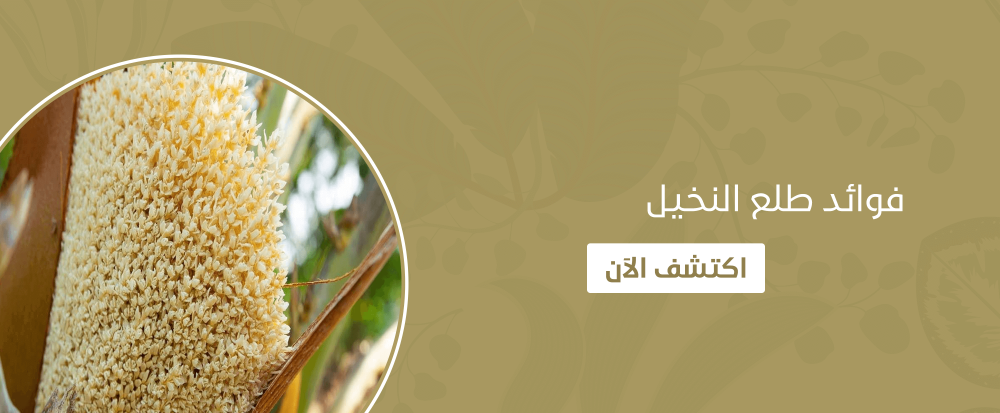 فوائد طلع النخيل