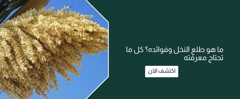 ما هو طلع النخل وفوائده؟ كل ما تحتاج معرفته