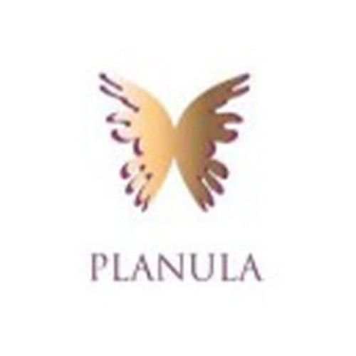 Planula