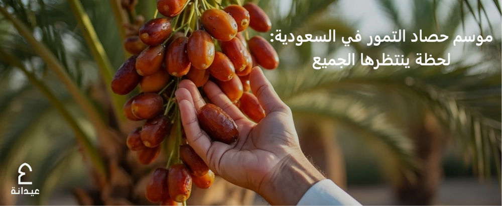 موسم حصاد التمور في السعودية: لحظة ينتظرها الجميع