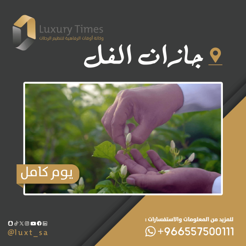 جازان الفل