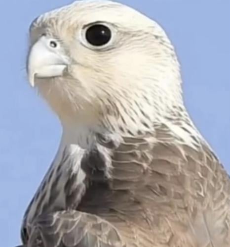 خطاب الفجر