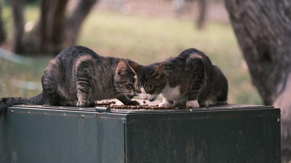Cat food: الدليل الشامل لتغذية القطط من الصغر حتى الكبر