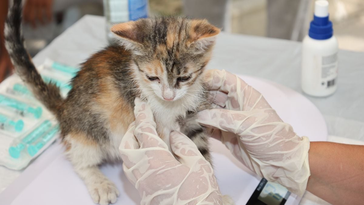 طبيب بيطري يفحص قطة صغيرة قبل التطعيم