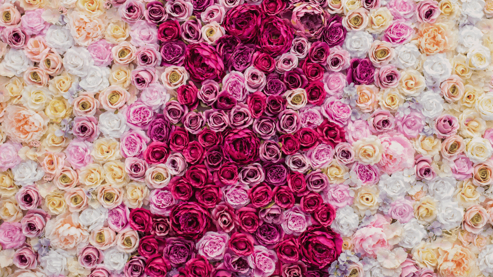 ورد طبيعي بأسعار الجملة في الرياض — Fresh Cotto الوجهة الأولى