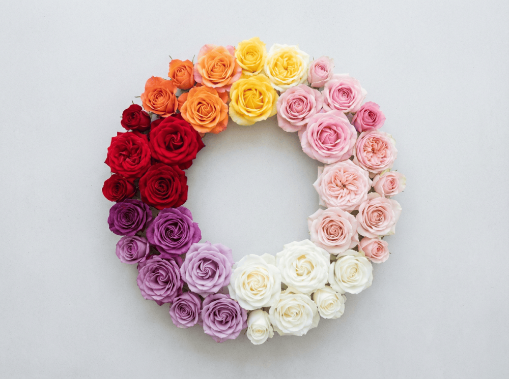 معاني ألوان الورد، لغة الزهور، معنى الورد الأحمر، رمزية ألوان الزهور،