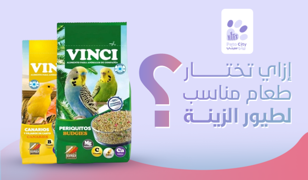 كيف تختار طعام مناسب لطيور الزينة؟