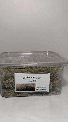شيح حائل