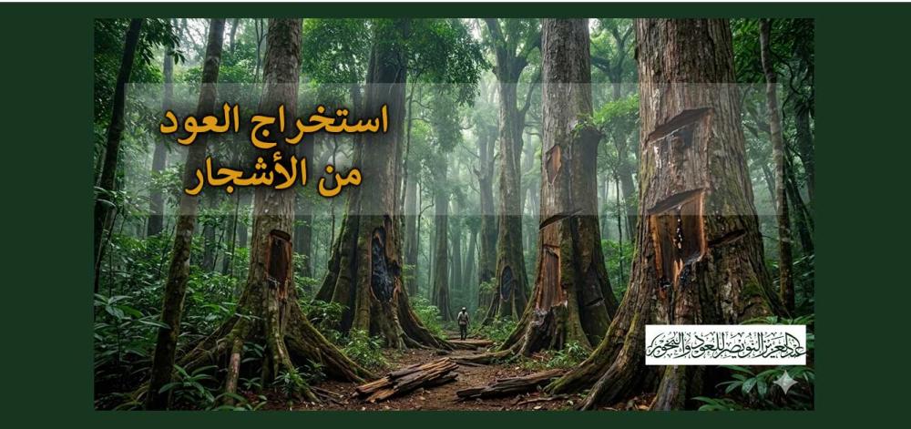 كيفية استخراج العود من الشجر