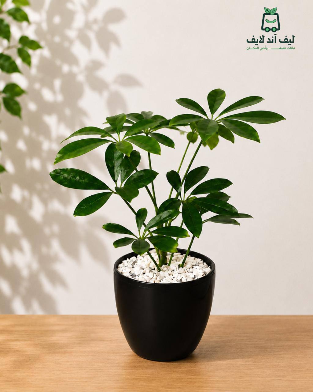 🌿 شيفليرا | Schefflera