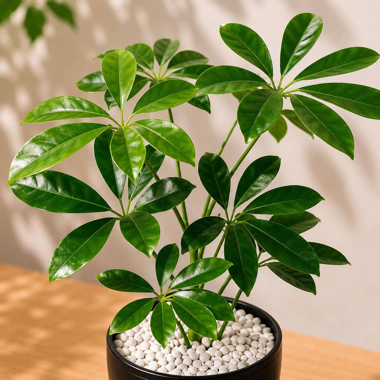 🌿 شيفليرا | Schefflera