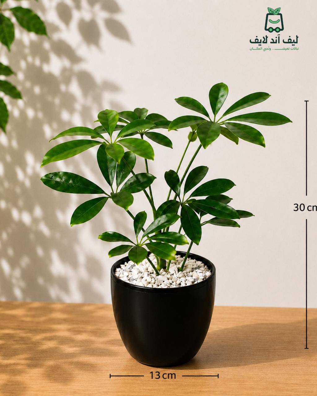 🌿 شيفليرا | Schefflera