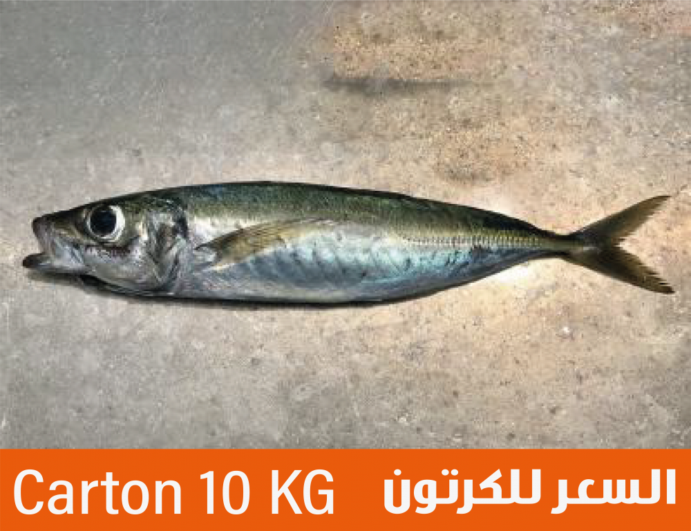 سمك جاك الماكريل اسقمري تايوان 600g وأكثر بحري وبري