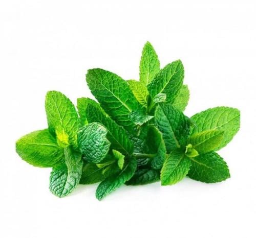 نعناع للربطة