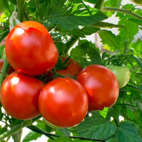 بذور الطماطم