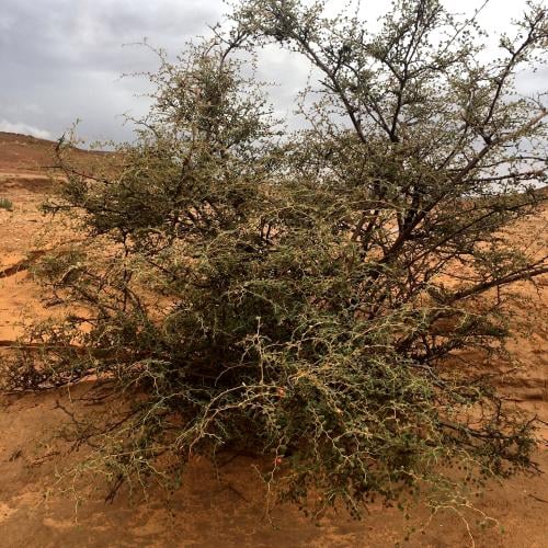 بذور السدر البري
