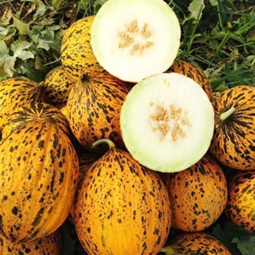 بذور الشمام الروسي