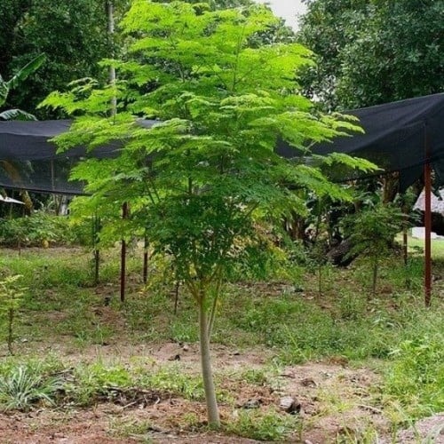 بذور المورينجا الهندي