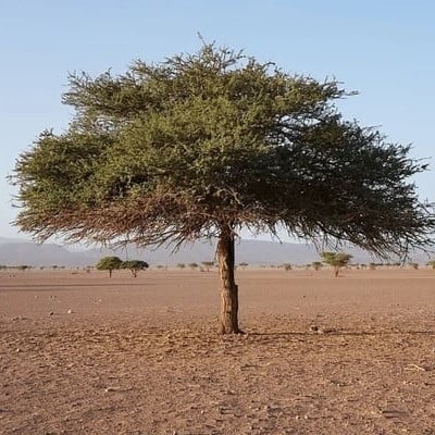 يذور القرض