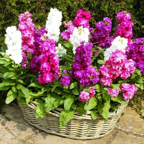 بذور المنثور