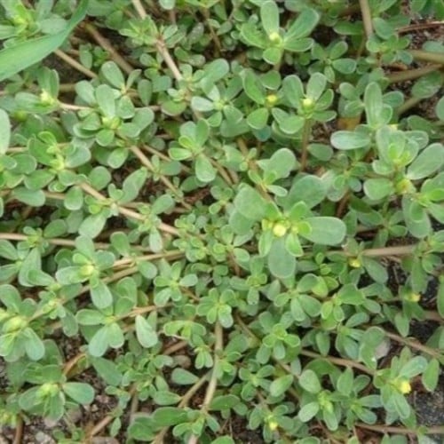 بذور الرجلة