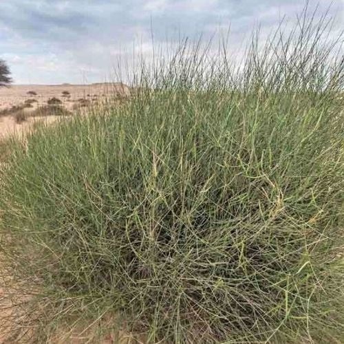 بذور المرخ