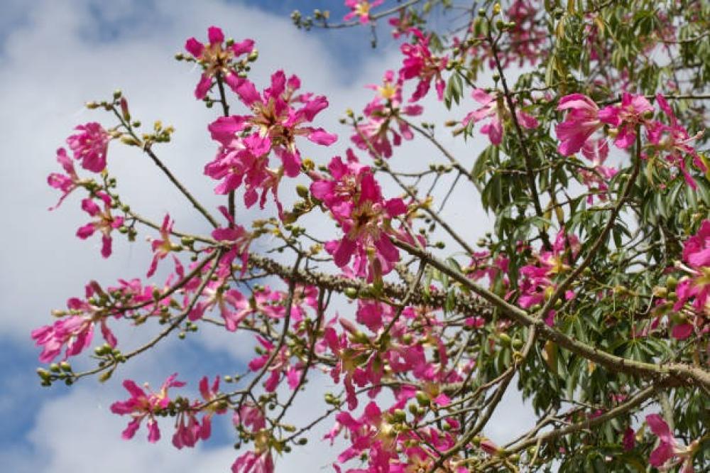 شجرة كوريزيا (Chorisia speciosa)