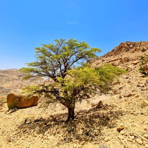 بذور طلح الفتنة