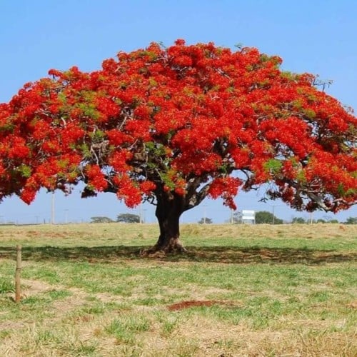 بذور البونسيانا الحمراء