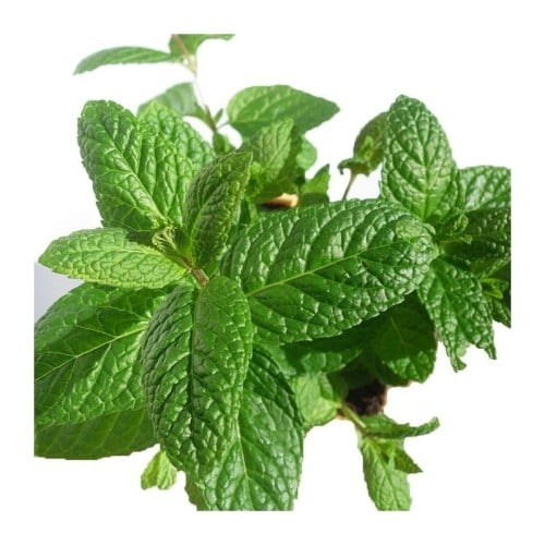 بذور النعناع