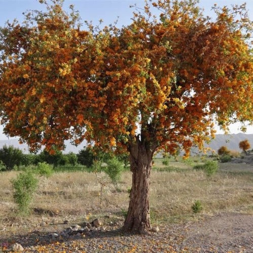 بذور الفرفارة