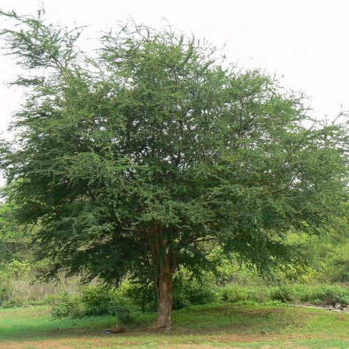 بذور اللوز الهندي