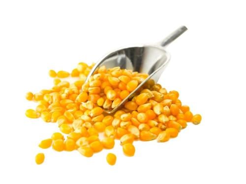 ذرة فشار برازيلي حب