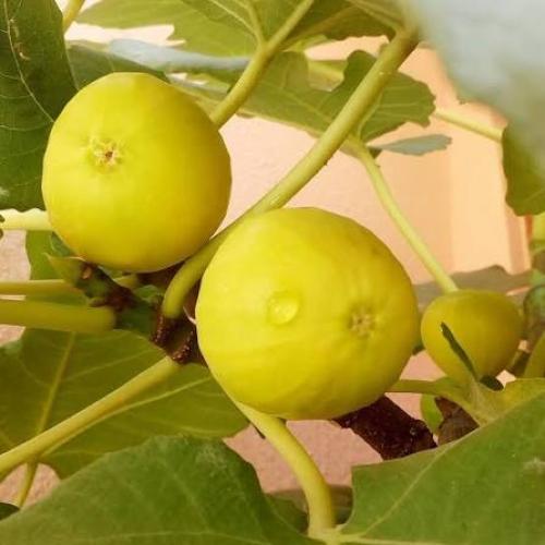 تبين بلدي اصفر