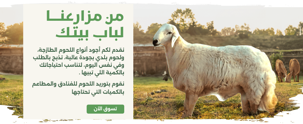 لماذا يعتبر لحم الغنم البلدي الأغلى في جازان؟ تعرف على الأسباب!