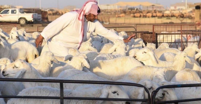 اللحوم في السعودية من المزرعة إلى المائدة