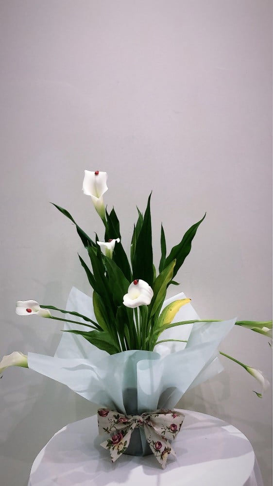 نبات الكالا بشكل فاخر