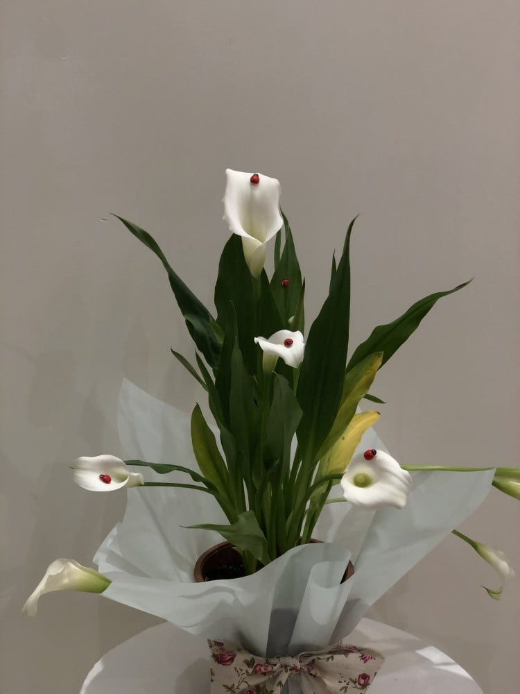 نبات الكالا بشكل فاخر