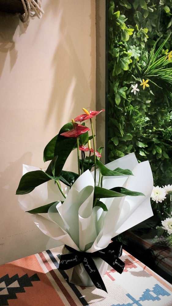 نبات الكالا بشكل فاخر