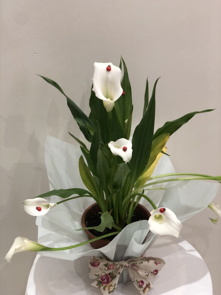 نبات الكالا بشكل فاخر