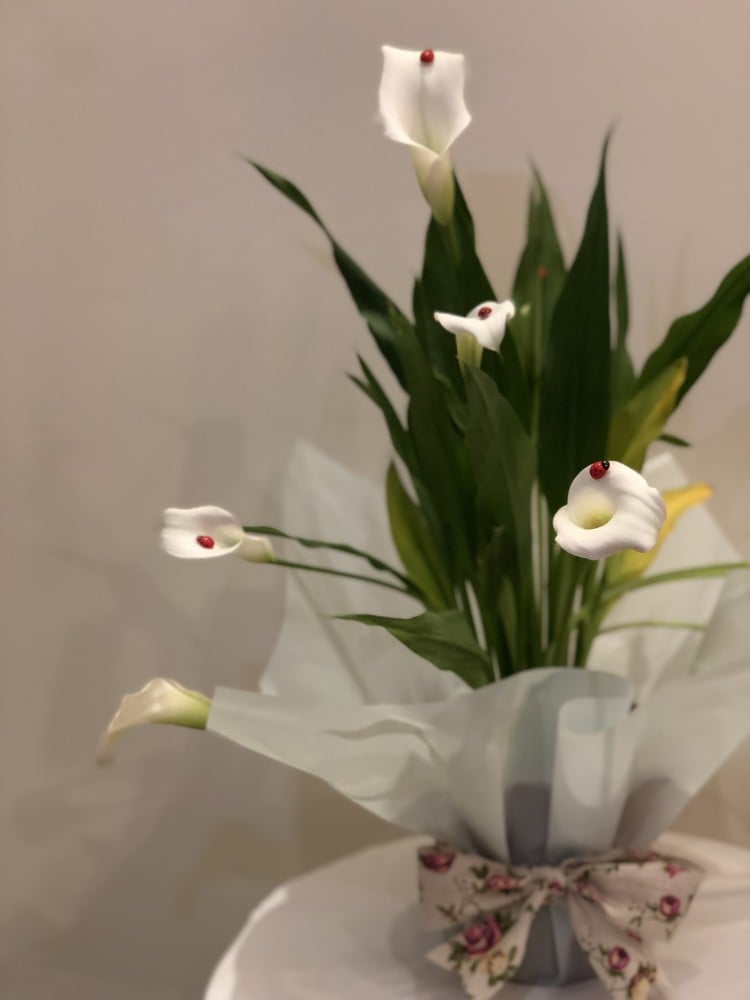 نبات الكالا بشكل فاخر