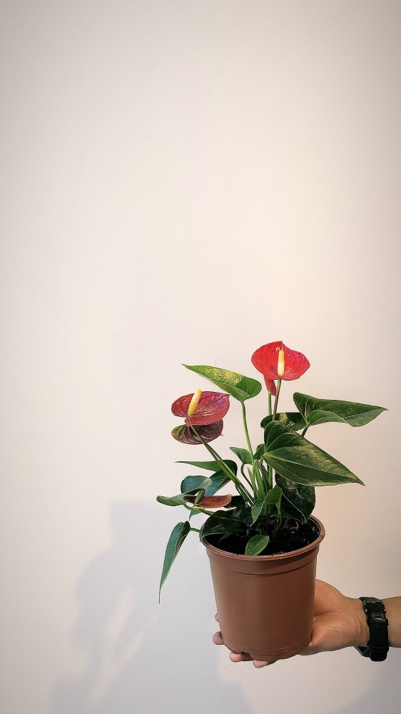 نبات الكالا بشكل فاخر