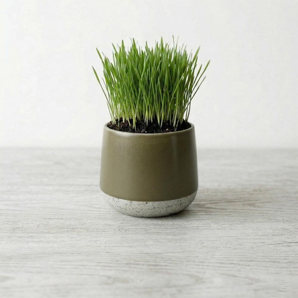 عشبة القمح العضوية للقطط