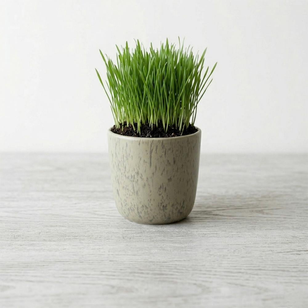 عشبة القمح العضوية للقطط