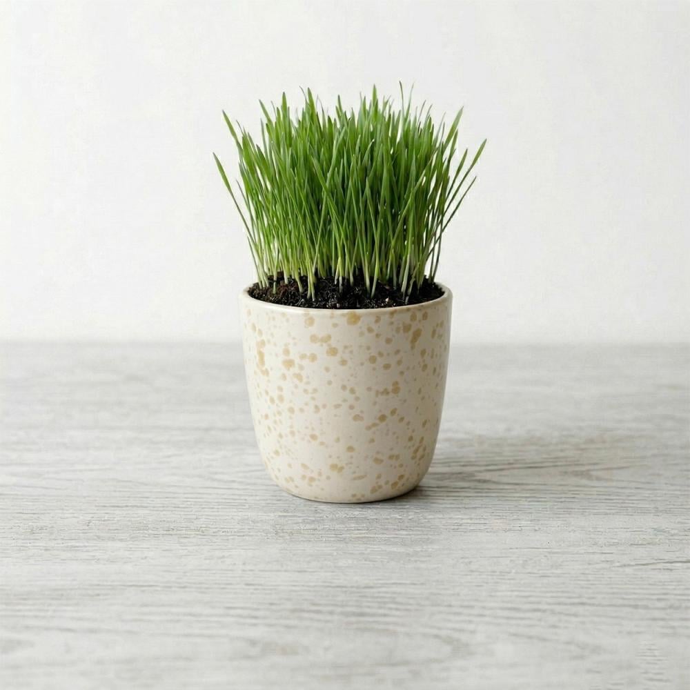 عشبة القمح العضوية للقطط