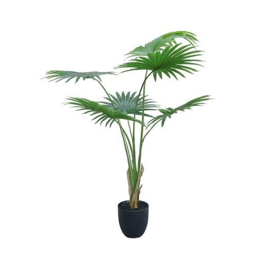 California fan palm