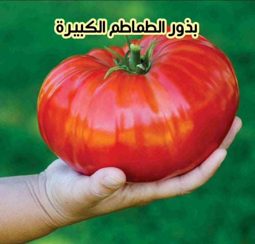 بذور الطماطم الكبيرة (5 بذرات)