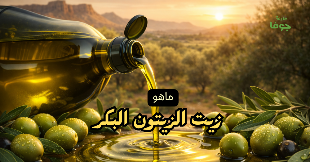 ماهو زيت الزيتون البكر والفرق بينه وبين الأنواع الأخرى؟